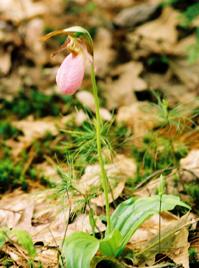 A pink lady's slipper on the camp grounds